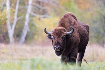 European bison in autumn colours