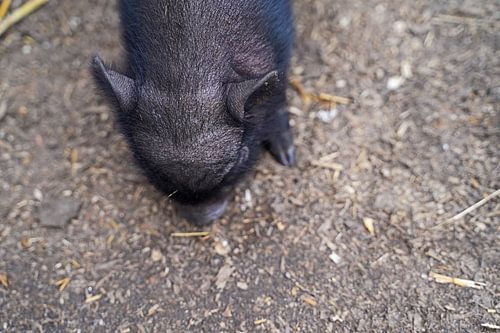 Mini biggetje bij zijn eerste uittocht op de boerderij.