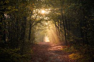 Harpes solaires dans le Kaapse Bossen