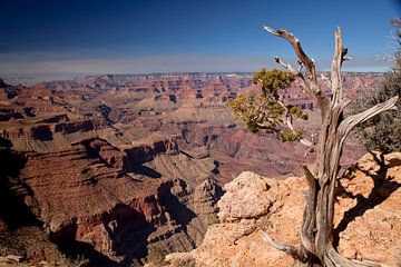 Grand Canyon van Peter Schickert