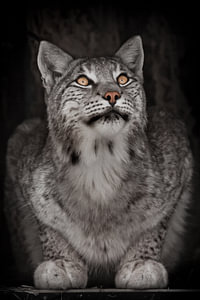 Schauen Sie nach dem schlauen grauhaarigen Raubtier Luchs