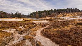 Roode Beek @ Brunssummerheide