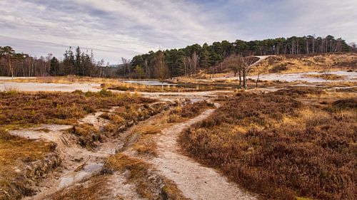 Roode Beek @ Brunssummerheide