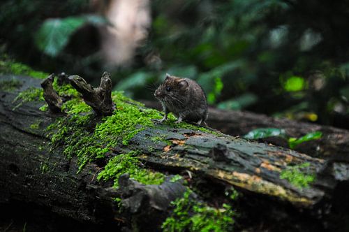 A little mouse in the forest