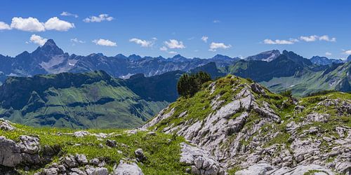 Alpenroosbloesem (rhododendron), Koblat op de Nebelhorn, daarachter de Hochvogel, 2592m, Allgäuer Alpen