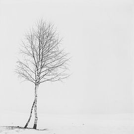 Birch Light | Le symbolisme de la protection et de la fertilité en toute saison. sur Karina Brouwer