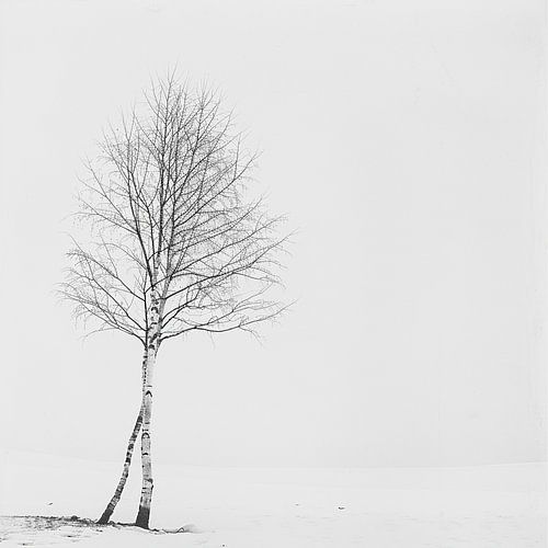 Birch Light | The Symbolism of Protection and Fertility in Every Season.