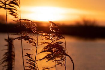 Sunrise photographed by reed