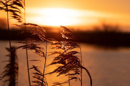 Zonsopkomst door riet gefotografeerd