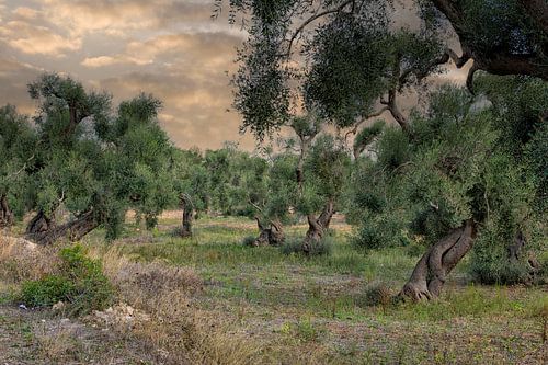 Oude olijfbomen in Zuid Italië