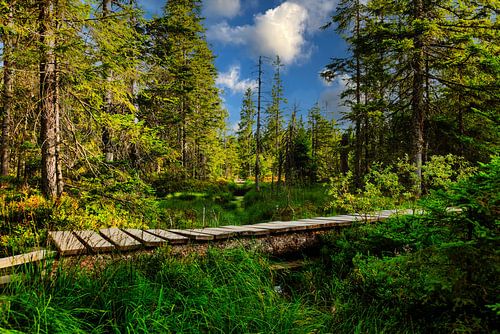 Moorland in het Zwarte Woud
