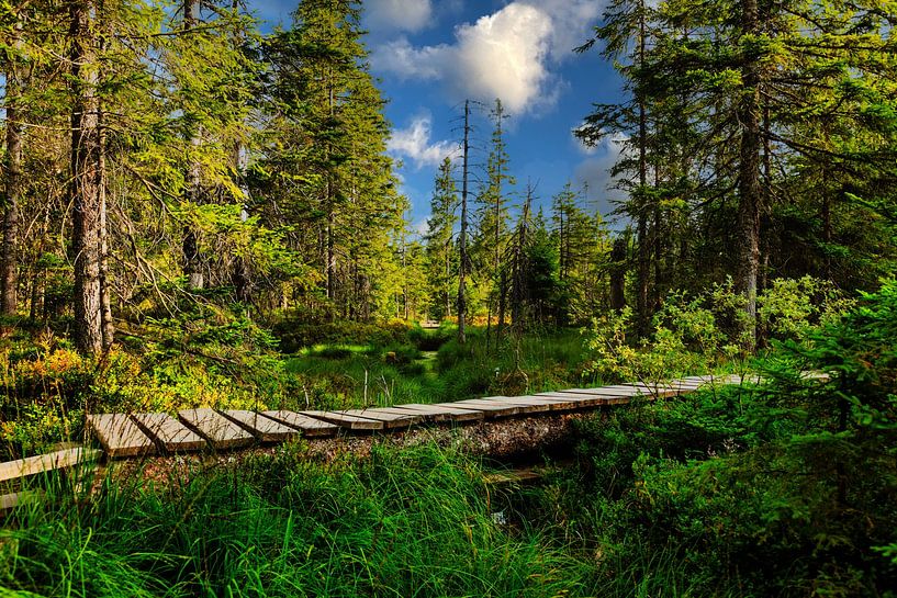 Moorland in the Black Forest by Jürgen Wiesler