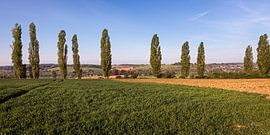 Pappeln @ Eyserhalte