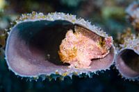 Frogfish