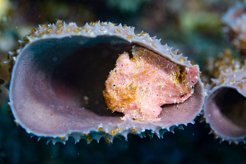 Frogfish by Roel Jungslager