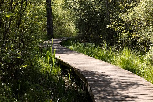Pfad im Naturschutzgebiet Moerputten