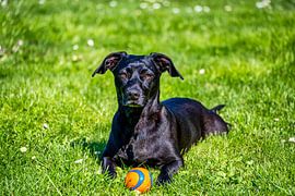 Niedlicher Hund spielt mit seinem Ball von Andreas Völkel