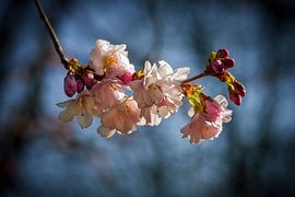 Kirschblüte im Frühjahr von Kurt Krause