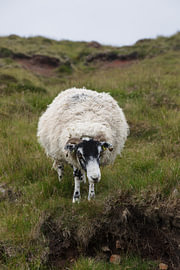Schaf auf der Isle of Skye von Dirk Rüter