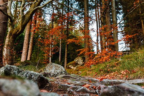 Herfstpad in het licht van de ondergaande zon – Tsjechië, oktober 2024