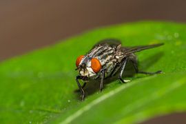 Vlieg op groen blad van Johan Slagers