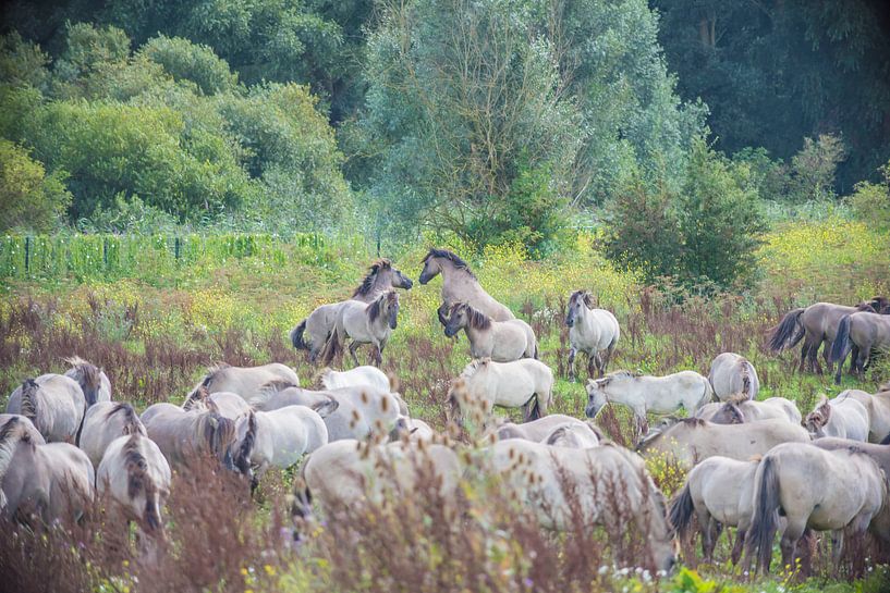 Konik horses fighting by Ans Bastiaanssen
