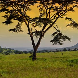 Zonsondergang Serengeti sur Jorien Melsen Loos