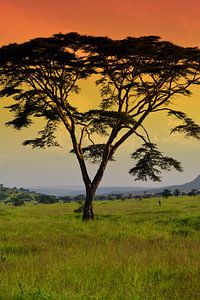 Zonsondergang Serengeti von Jorien Melsen Loos