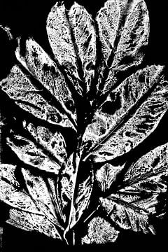 Weiße Blätter im Retro-Stil. Moderne botanische minimalistische Kunst in Schwarz und Weiß. von Dina Dankers