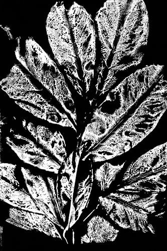 Feuilles blanches dans un style rétro. Art botanique moderne et minimaliste en noir et blanc.