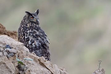 Eurasian Eagle Owl ( Bubo bubo ), wildlife van wunderbare Erde