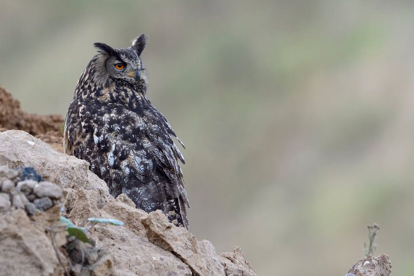 Europäischer Uhu ( Bubo bubo ), wildlife in einer Schuttgrube par wunderbare Erde