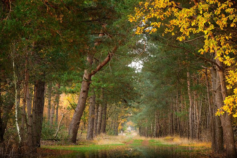 Bois d'automne II par Kees van Dongen
