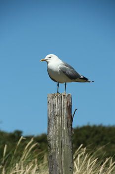 Mouette sur un poteau