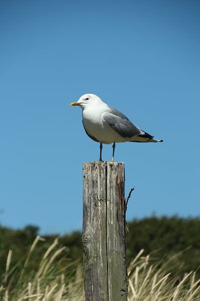 Meeuw op paal van Eigenwijze Fotografie