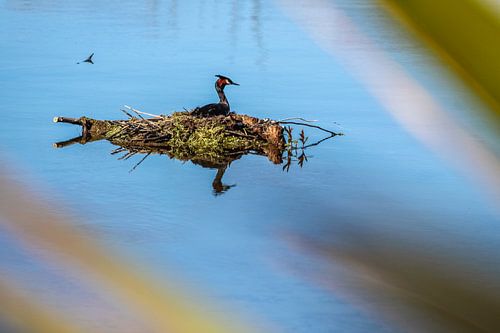 Geoorde fuut op het meer van Te Anau, Nieuw Zeeland