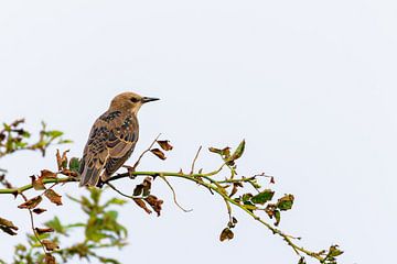 Spreeuw (Sturnus vulgaris) van Dirk Rüter