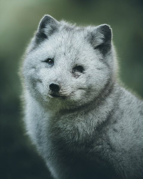 glücklicher Polarfuchs von Glenn Slabbinck