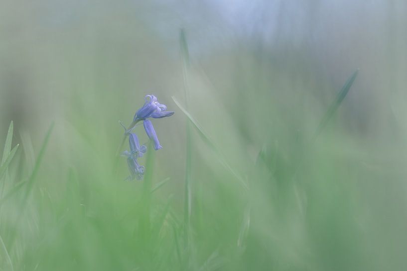 Le saut est dans l'air par Bernadette Alkemade