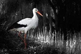 Majestic van Rob van der Wal