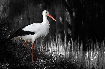 Stately