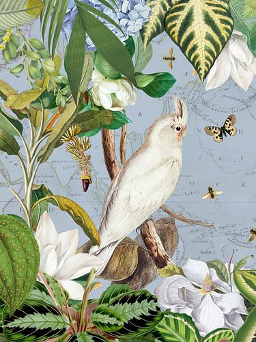 Cacatoès blancs Animaux tropicaux Jungle exotique Vie 3