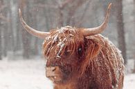Portrait d'une vache écossaise Highlander dans la neige par Sjoerd van der Wal Photographie Aperçu
