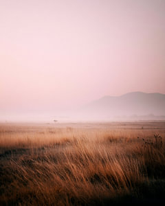 Goldenes Gras im Morgennebel