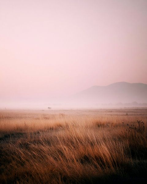 Golden grass in morning mist by Vlindertuin-Art