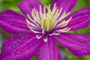 Dunkelrosa Clematisblüte Makro