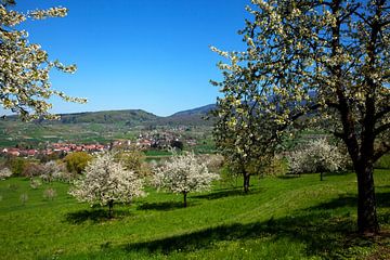 Blühende Kirschbäume von Jürgen Wiesler