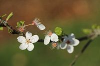 Japanese cherry