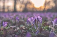 bloemen part 253 van Tania Perneel thumbnail