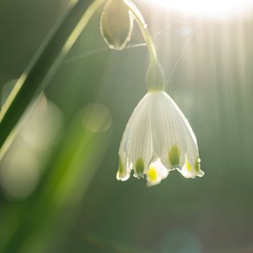 Spring Snowflake (NL)